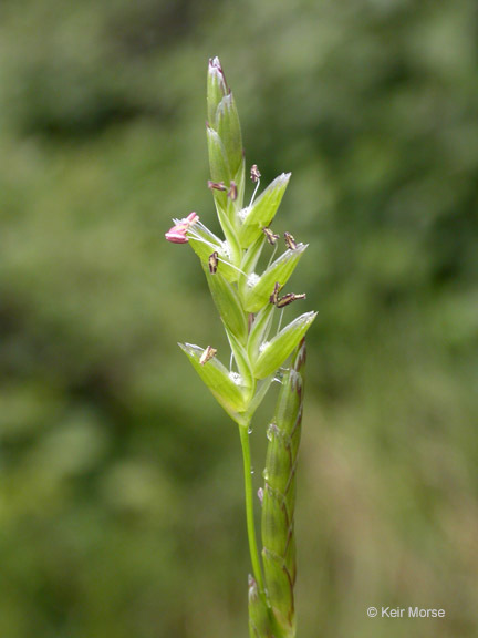 narrow manna grass (Flora of the Jenner Headlands Preserve: Monocots ...