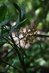 Chamaedorea oblongata