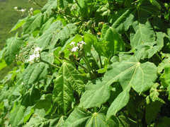 Cnidoscolus multilobus