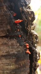 Crepidotus cinnabarinus