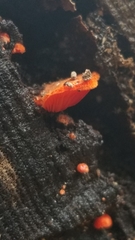 Crepidotus cinnabarinus