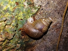 Halotudora gruneri