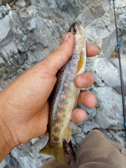 Salmo trutta fario
