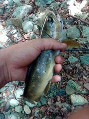 Salmo trutta fario