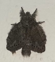 Euglyphis melancholica