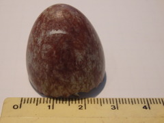 Gymnorhina tibicen