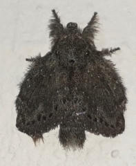 Euglyphis melancholica