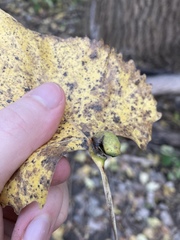 Pemphigus populicaulis