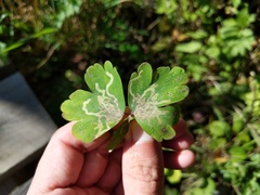 Phytomyza minuscula group