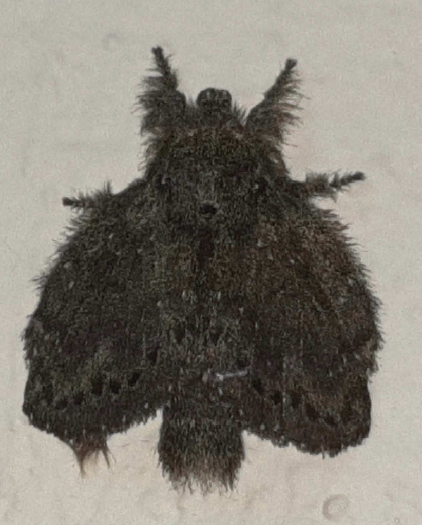 Euglyphis melancholica