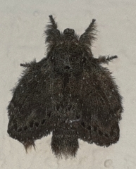 Euglyphis melancholica