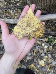 Pemphigus populicaulis