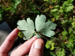 Phytomyza minuscula group