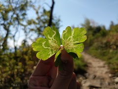 Phytomyza minuscula group