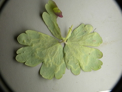 Phytomyza minuscula group