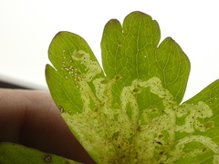 Phytomyza minuscula group