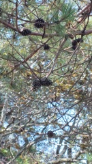 Pinus teocote