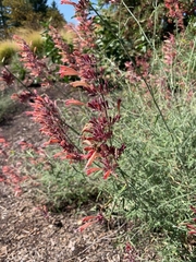Agastache rupestris