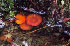 Hygrocybe substrangulata