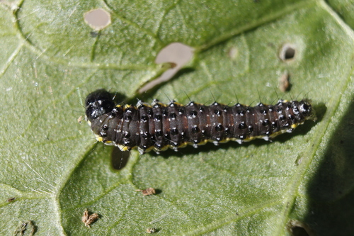 Purple-backed Cabbageworm Moth, photo 4 of 10