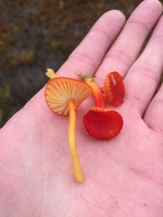 Hygrocybe substrangulata