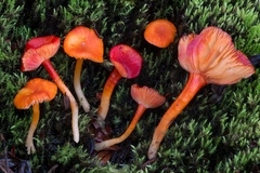 Hygrocybe substrangulata