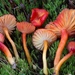Waisted Waxcap - Photo (c) corndog, some rights reserved (CC BY-NC), uploaded by corndog