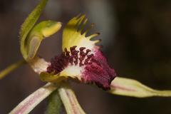 Caladenia villosissima