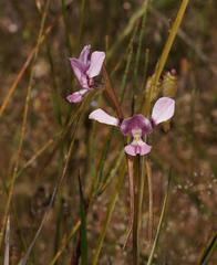 Diuris daltonii