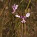 Diuris punctata punctata - Photo (c) Reiner Richter, μερικά δικαιώματα διατηρούνται (CC BY-NC), uploaded by Reiner Richter