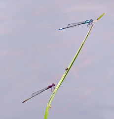Enallagma dubium