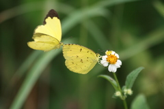 Eurema blanda