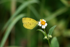 Eurema blanda