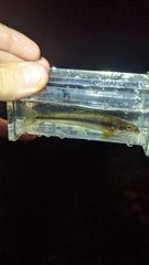 Phenacobius mirabilis