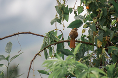 Cranioleuca curtata