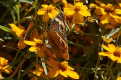 Junonia coenia