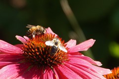 Apis mellifera