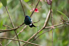 Saucerottia cyanifrons