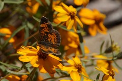 Phyciodes tharos