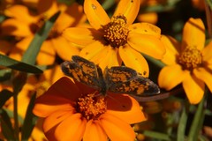 Phyciodes tharos