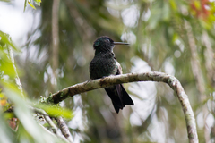 Saucerottia cyanifrons