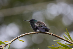 Saucerottia cyanifrons