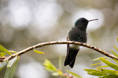 Saucerottia cyanifrons