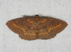 Casbia melanops