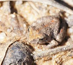 Crinia parinsignifera