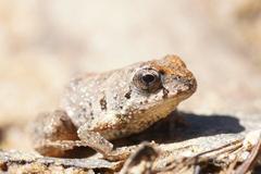 Crinia parinsignifera