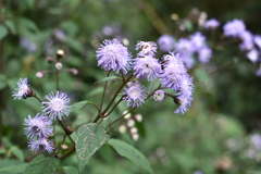 Fleischmannia pycnocephala