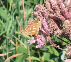 Hesperia comma laurentina