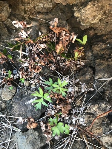 Doryopteris decipiens observed 2020-10-06
