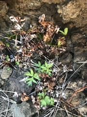 Doryopteris decipiens